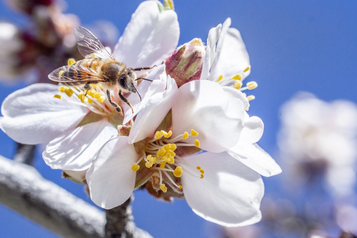 A honey bee collecting nectar from an almond flower.